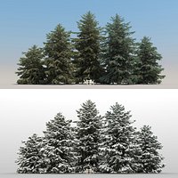 5 Picea Glauca Trees with snow