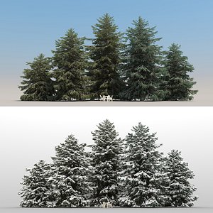 5 Picea Glauca Trees with snow