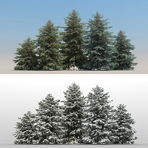 3D 20 picea glauca trees
