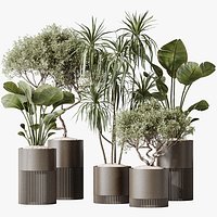 AV Indoor plants set 178 Mission Arbequina Olive and Ravenala Banana and Dracaena Lemon Lime Cane Dr