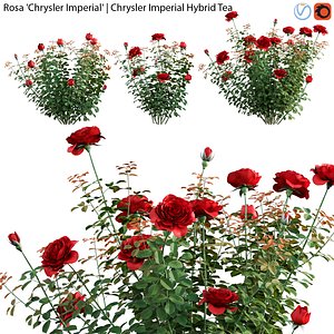 3D model Rosa Chrysler Imperial - Rose 01