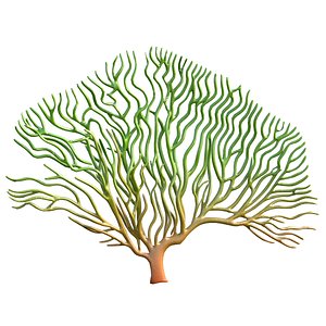 seaweed 3