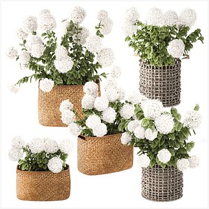 3D model White Hydrangea flower bushes in outdoor baskets
