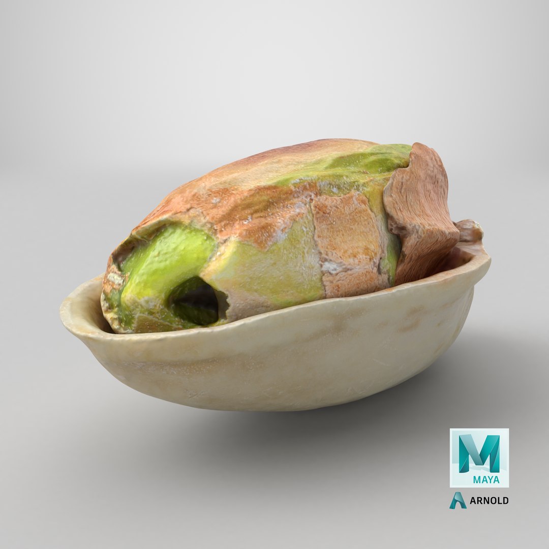 Half Pistachio Nut in Shell 01 model https://p.turbosquid.com/ts-thumb/UR/mA2gJ1/K0/stemcell_maya_arnold_render/png/1755579550/1920x1080/fit_q87/9fafeeaf31e52a752d3c8c6a0af5632c8cdc0639/stemcell_maya_arnold_render.jpg