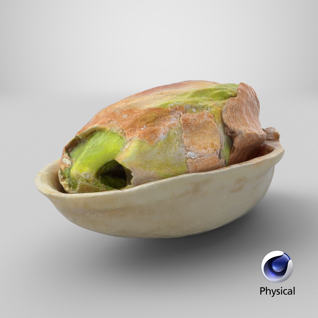 Half Pistachio Nut in Shell 01 model https://p.turbosquid.com/ts-thumb/UR/mA2gJ1/si/stemcell_cinema_4d_physical_render/png/1755579555/1920x1080/fit_q87/381f25ab06c51fe8bf1881bce945c1abee2b28be/stemcell_cinema_4d_physical_render.jpg