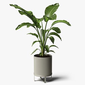 strelitzia plant 3D model
