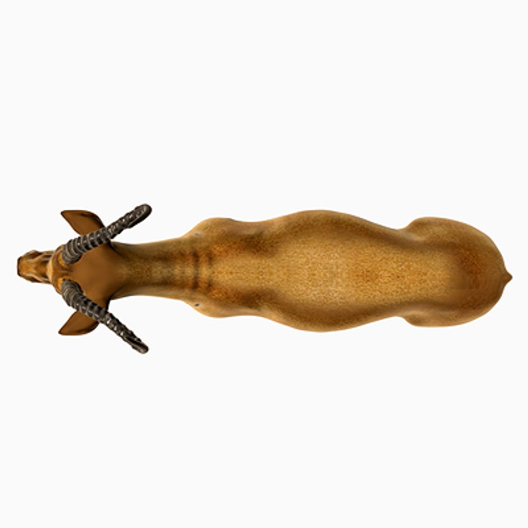 3d impala antelope https://p.turbosquid.com/ts-thumb/UR/qprmT8/1mKRjKIu/impala10/jpg/1198585281/1920x1080/fit_q87/13bff302339c777e83a1cd31b7b70547af07ab66/impala10.jpg