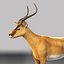 Antylopa Impala