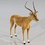 Antylopa Impala