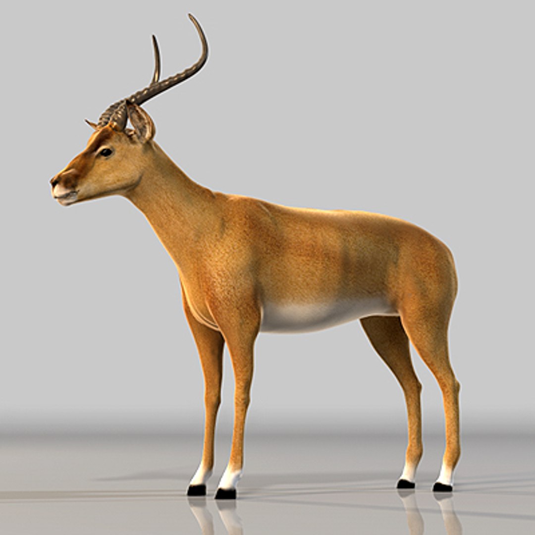 3d impala antelope https://p.turbosquid.com/ts-thumb/UR/qprmT8/EAyqlNC3/impala11/jpg/1198585286/1920x1080/fit_q87/abb7a6a93ba8ba08594025cdcee6927b50f6980e/impala11.jpg