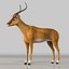 Antylopa Impala