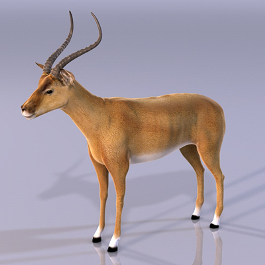 3d impala antelope https://p.turbosquid.com/ts-thumb/UR/qprmT8/Edh3qDfD/impala13/jpg/1198585294/1920x1080/fit_q87/c36b946297ac2f0e6a19d78a47c660b0c46d0f5e/impala13.jpg