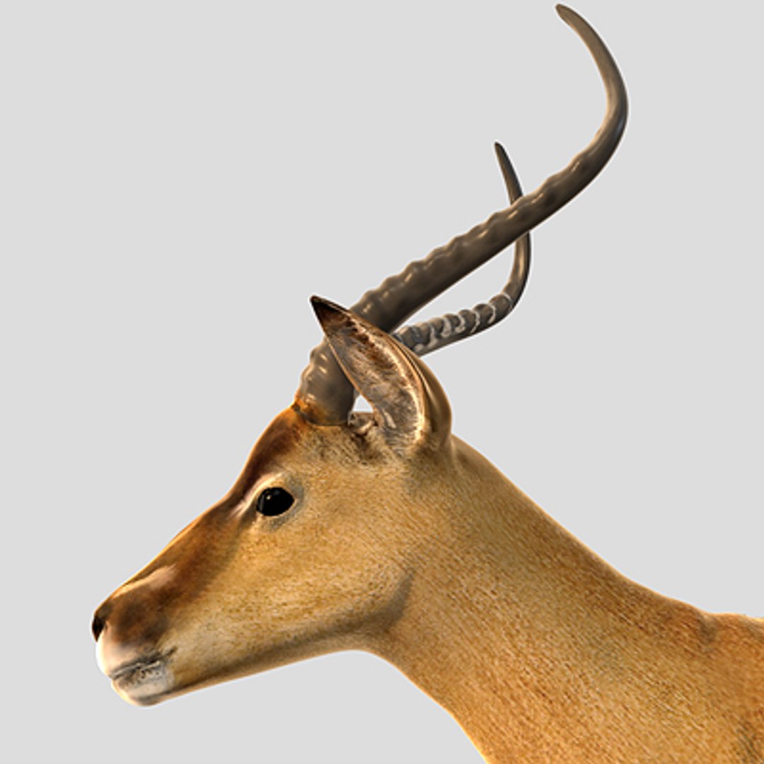 3d impala antelope https://p.turbosquid.com/ts-thumb/UR/qprmT8/FJs9rXol/impala09/jpg/1198585277/1920x1080/fit_q87/24b9166917430a9680782cf0b6b8eebf3a693235/impala09.jpg
