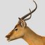 Antylopa Impala
