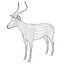 Antylopa Impala