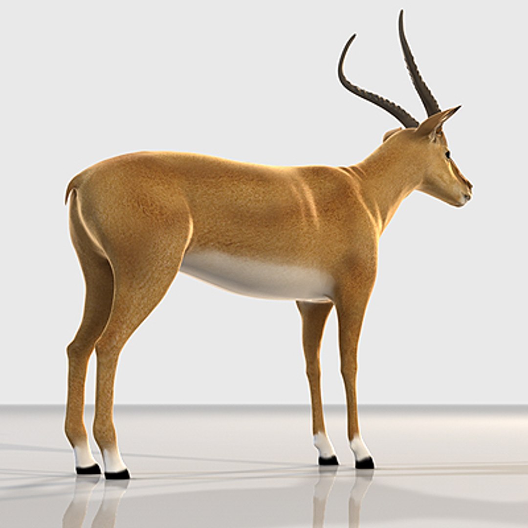 3d impala antelope https://p.turbosquid.com/ts-thumb/UR/qprmT8/KOa8pMd1/impala04/jpg/1198584952/1920x1080/fit_q87/12d9ad05ccb2829c990c276f05b62480318baa5c/impala04.jpg