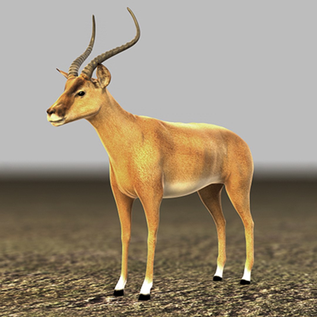 3d impala antelope https://p.turbosquid.com/ts-thumb/UR/qprmT8/M5e78avq/impala12/jpg/1198585290/1920x1080/fit_q87/7d6b8f11bec83129ed70044c5e22fa0fffe50699/impala12.jpg