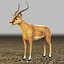 Antylopa Impala