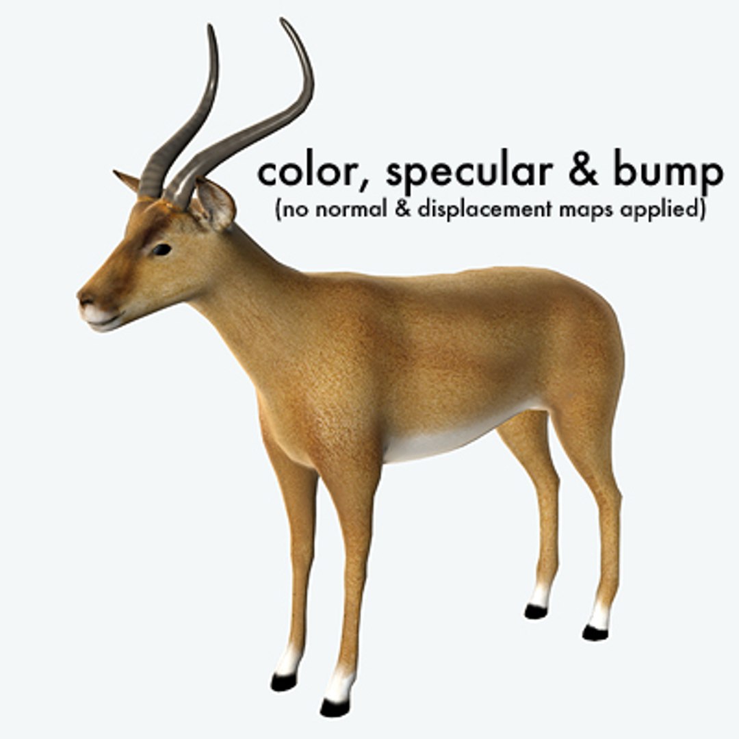 3d impala antelope https://p.turbosquid.com/ts-thumb/UR/qprmT8/UzV4vqgl/impala08/jpg/1198585273/1920x1080/fit_q87/bf7e942c5023acae9252451d49b7284e9236712f/impala08.jpg
