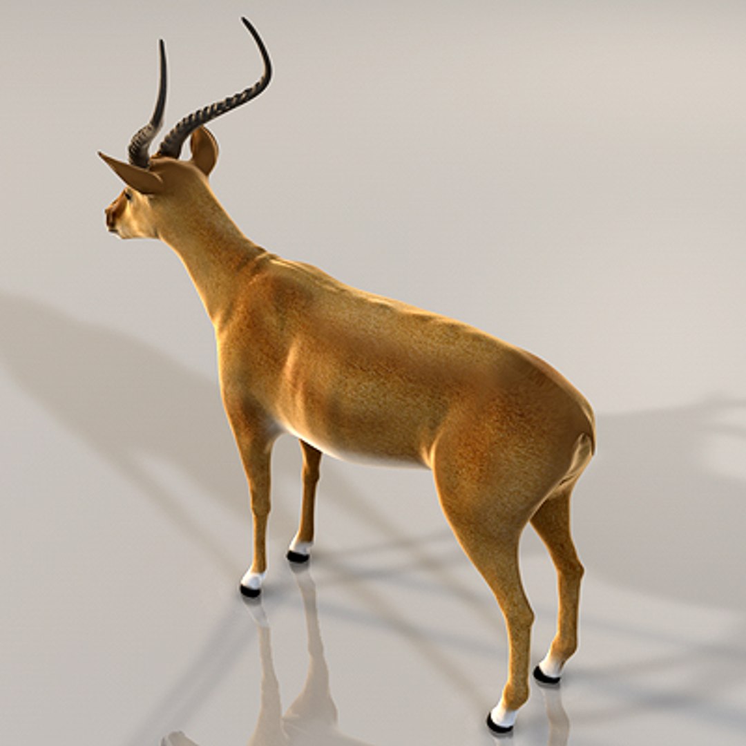 3d impala antelope https://p.turbosquid.com/ts-thumb/UR/qprmT8/gQUC9ZZe/impala06/jpg/1198584936/1920x1080/fit_q87/90654ed939e6f197c09a78b02b094a2c8d94f67b/impala06.jpg