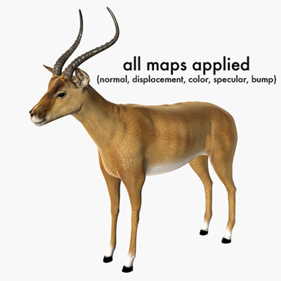 3d impala antelope https://p.turbosquid.com/ts-thumb/UR/qprmT8/kVzvOMrD/impala02/jpg/1198584941/1920x1080/fit_q87/6ec43fe2001f421407c8e522cbe14806b2a490f2/impala02.jpg
