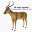 Antylopa Impala