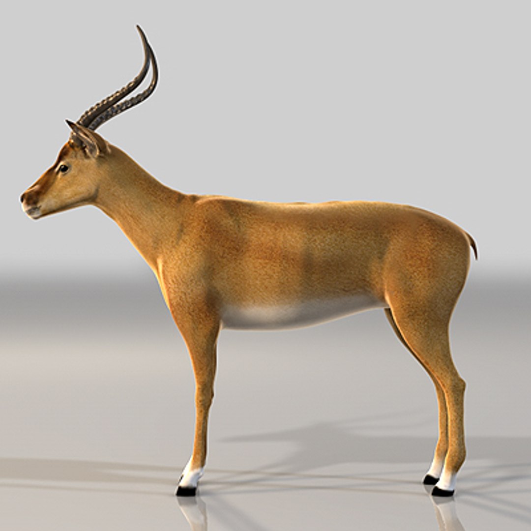 3d impala antelope https://p.turbosquid.com/ts-thumb/UR/qprmT8/nwiSRltP/impala05/jpg/1198585254/1920x1080/fit_q87/d5fabb684228a95e28c0301b707d4d6c1e9cf078/impala05.jpg