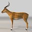 Antylopa Impala