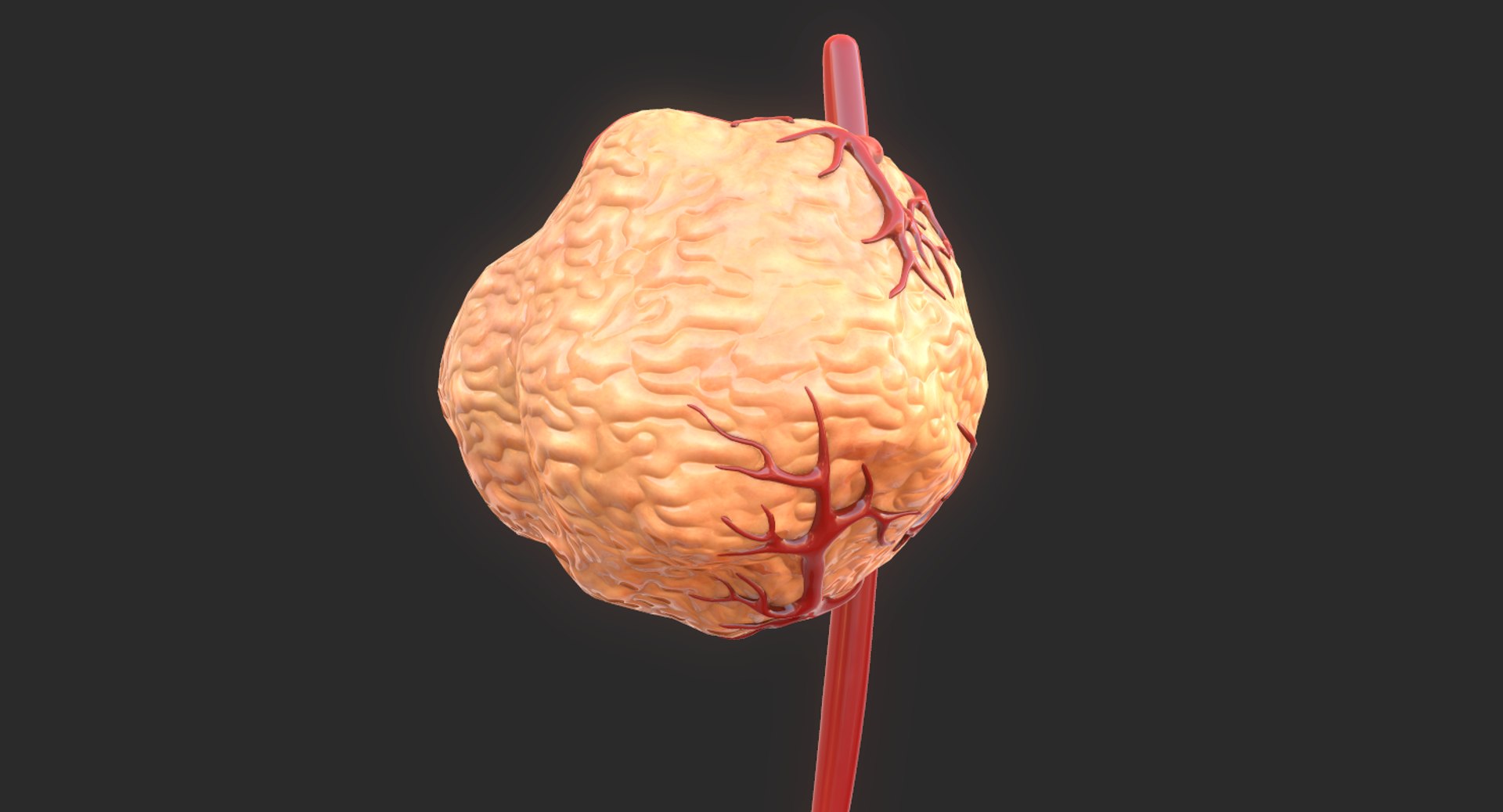 3D model tumor vessels https://p.turbosquid.com/ts-thumb/UR/s774mi/oUOk5s04/13/png/1562676773/1920x1080/fit_q87/66045e0215679fea952fa0a4e3556009c81f8e52/13.jpg