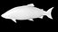 Lachs weiblich