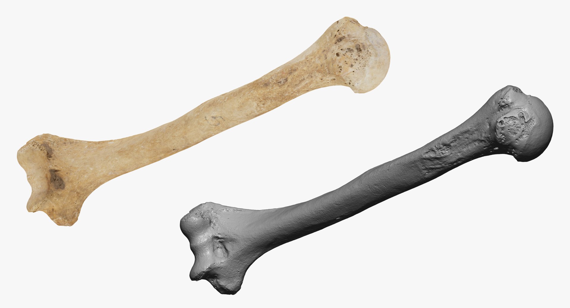 Human Humerus Bone 01 3D - TurboSquid 1550981