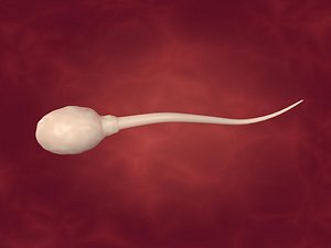 Sperm -- Rigged and Animated 3D model