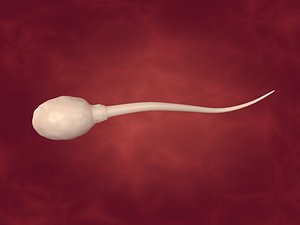 Sperm -- Rigged and Animated