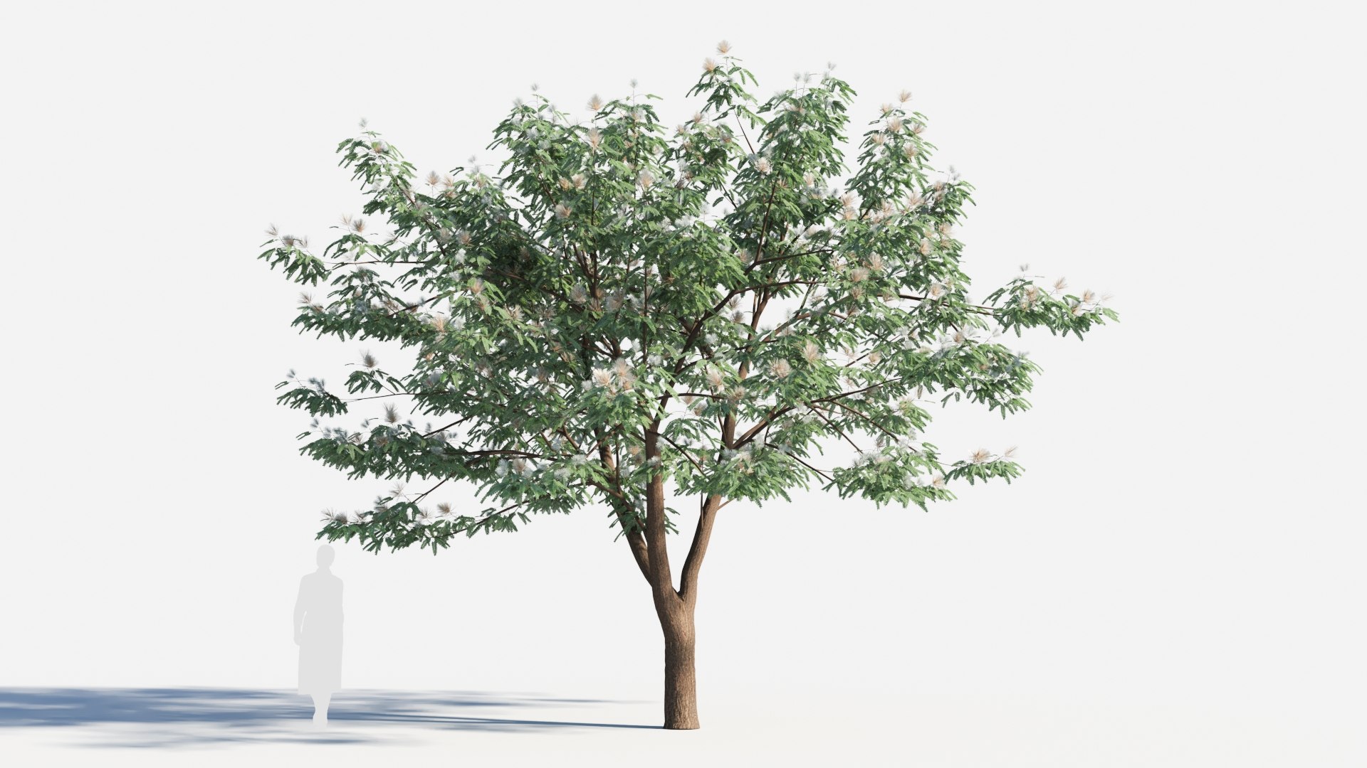 3D Albizia Julibrissin Tree B - TurboSquid 2119120