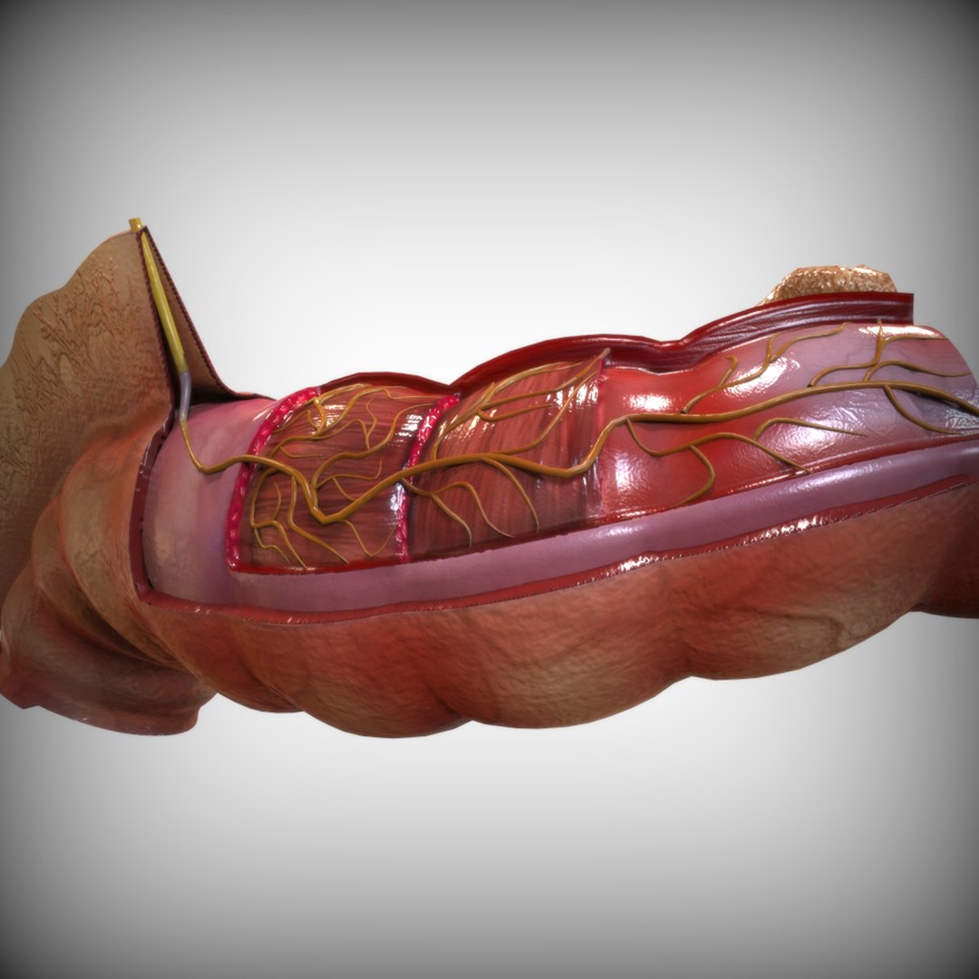 human intestine 3D model https://p.turbosquid.com/ts-thumb/US/KsuNX6/VnwCN1WU/alternate5/jpg/1583701628/1920x1080/fit_q87/12d0a07fec158bc17fd3e728d8030350cb825439/alternate5.jpg