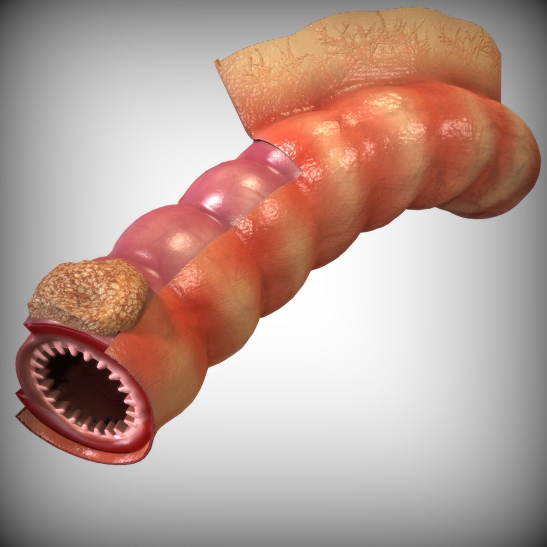 human intestine 3D model https://p.turbosquid.com/ts-thumb/US/KsuNX6/ZuU6p1EQ/alternate3/jpg/1583701628/1920x1080/fit_q87/3f72bb23f48750299aa17af1a3cf548fb497da35/alternate3.jpg