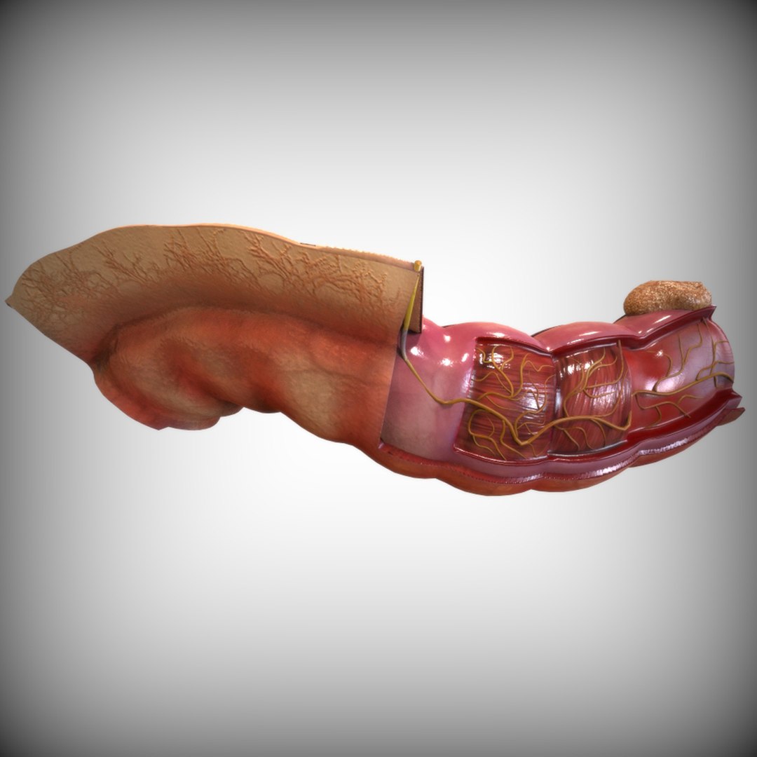 human intestine 3D model https://p.turbosquid.com/ts-thumb/US/KsuNX6/u7T6sdfx/alternate4/jpg/1583701628/1920x1080/fit_q87/d6f9c3423c87daedf7261209a0cae160b10f5de9/alternate4.jpg
