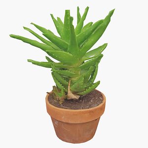 spiked succulent plant nature 3D model