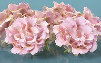 Carnation Clove Pink Dianthus Caryophyllus