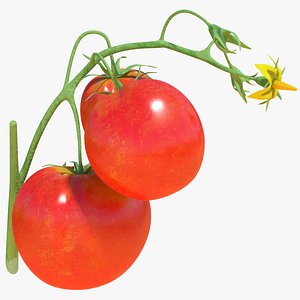 tomato branch red 3D model