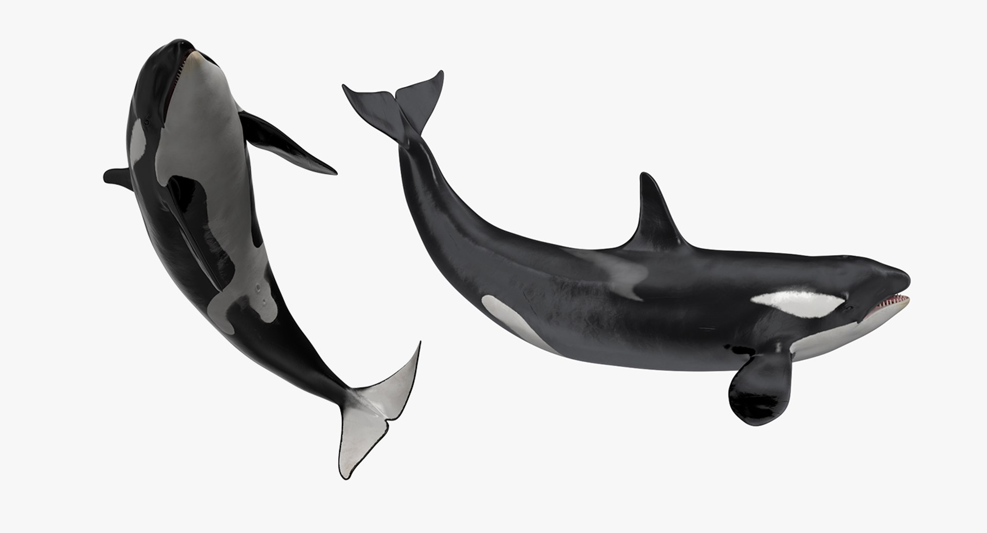 killer whale rigged 3D model https://p.turbosquid.com/ts-thumb/US/r92LP7/079vrKsx/killerwhalerigged3dmodel003/jpg/1511106199/1920x1080/fit_q87/5850aad1076db51a0f32d48322009d74282c22ee/killerwhalerigged3dmodel003.jpg