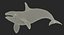 Killer Whale Rigged 3D Model