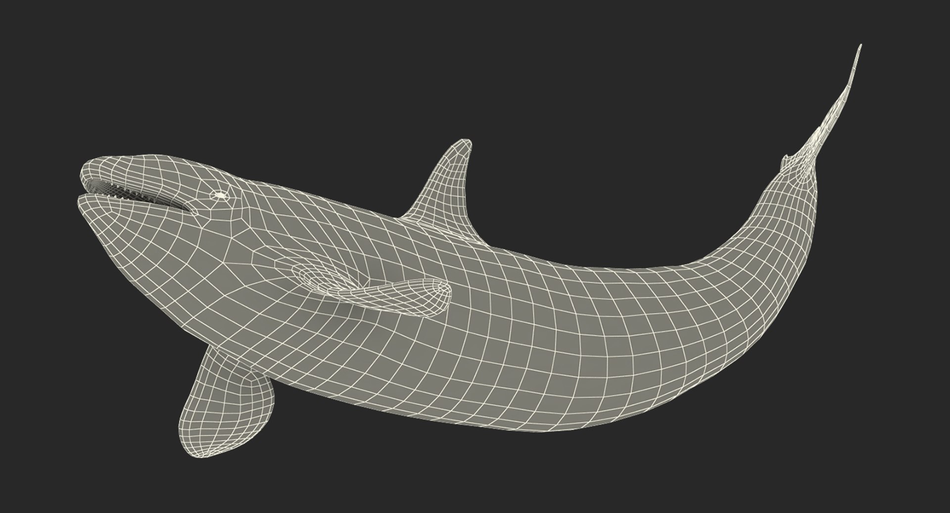 killer whale rigged 3D model https://p.turbosquid.com/ts-thumb/US/r92LP7/7ucbjC6C/killerwhalerigged3dmodel022/jpg/1511106252/1920x1080/fit_q87/40531e108080b53966d32172f737f4c490737f13/killerwhalerigged3dmodel022.jpg