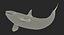 killer whale rigged 3D model