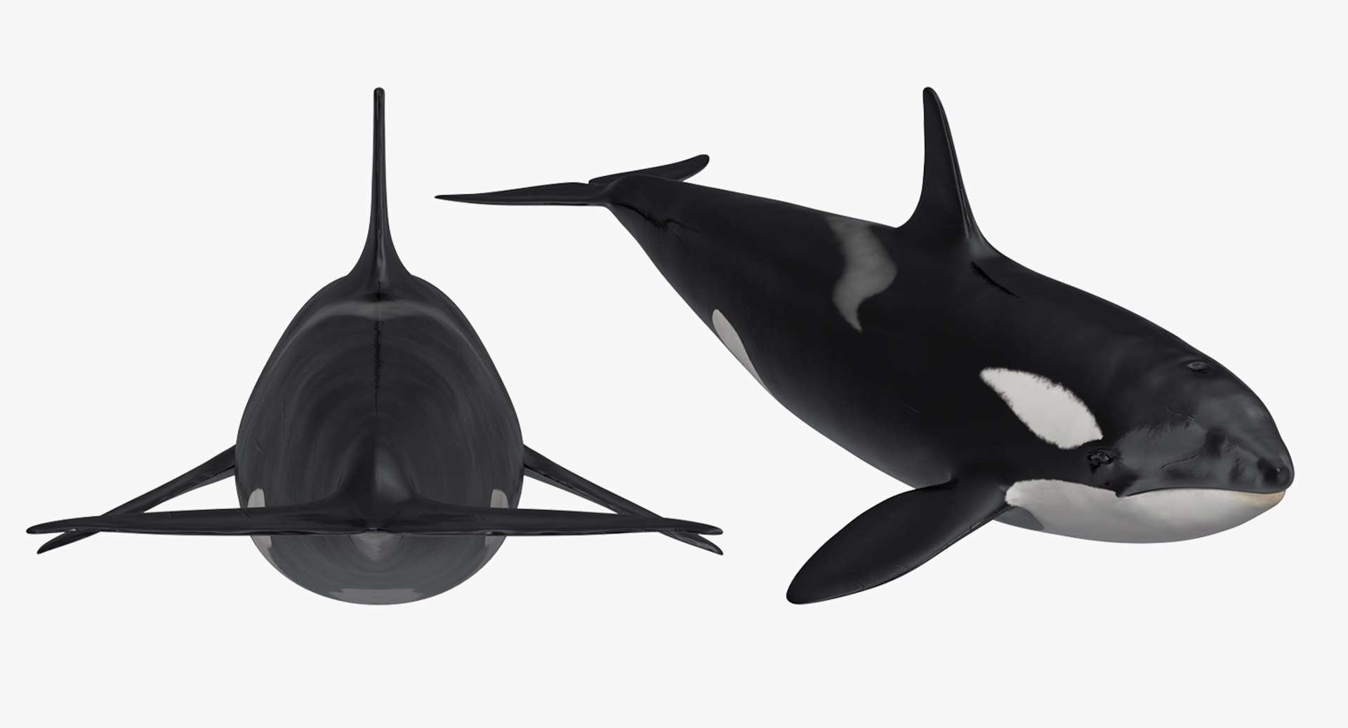 killer whale rigged 3D model https://p.turbosquid.com/ts-thumb/US/r92LP7/SSG2OxxU/killerwhalerigged3dmodel005/jpg/1511106204/1920x1080/fit_q87/c8a1439d415db943e6103ea1b03b1694b9e930c6/killerwhalerigged3dmodel005.jpg