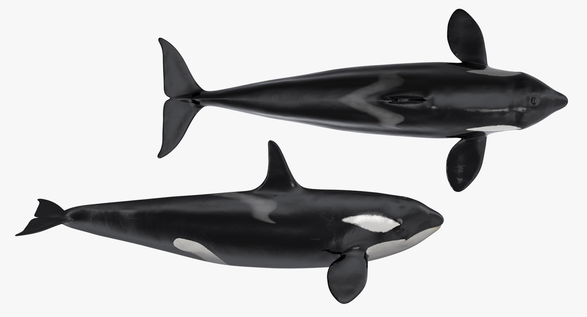 killer whale rigged 3D model https://p.turbosquid.com/ts-thumb/US/r92LP7/XdivKkDP/killerwhalerigged3dmodel007/jpg/1511106210/1920x1080/fit_q87/31a838407b688c8c18446c3e79da7851dc914d47/killerwhalerigged3dmodel007.jpg