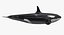 Killer Whale Rigged 3D Model