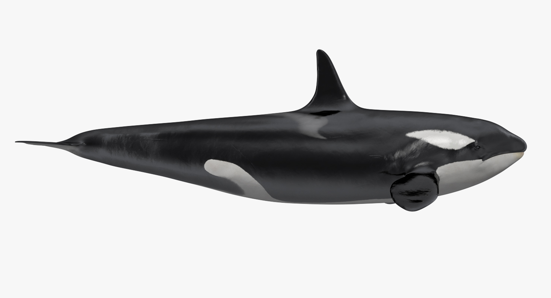 killer whale rigged 3D model https://p.turbosquid.com/ts-thumb/US/r92LP7/XfnQZgmL/killer_whale_rigged_360/jpg/1511105860/1920x1080/turn_fit_q99/6e37d2bb09937dc7db4f99d18deca0f8b531f64f/killer_whale_rigged_360-1.jpg