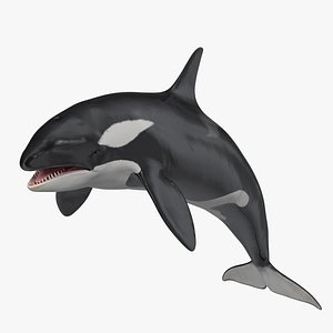 Killer Whale Rigged 3D Model