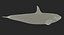 Killer Whale Rigged 3D Model